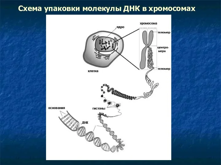 Схема упаковки молекулы ДНК в хромосомах