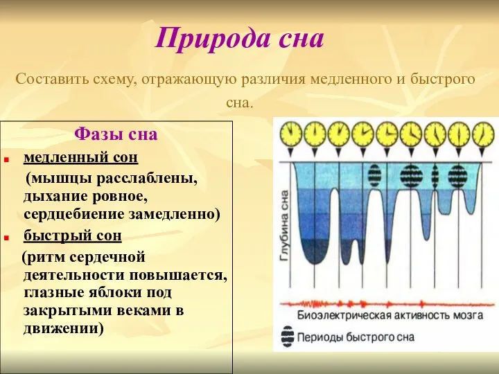 Природа сна Составить схему, отражающую различия медленного и быстрого сна. Фазы сна