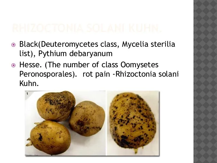 RHIZOCTONIA SOLANI KUHN. Black(Deuteromycetes class, Mycelia sterilia list), Pythium debaryanum Hesse. (The