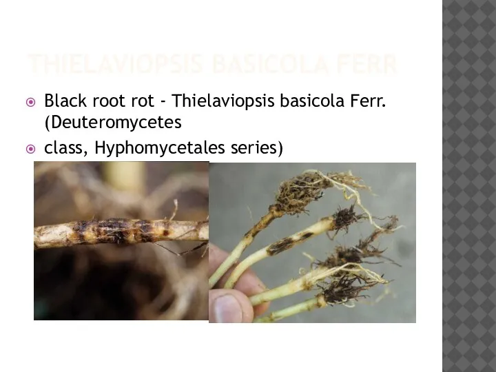 THIELAVIOPSIS BASICOLA FERR Black root rot - Thielaviopsis basicola Ferr. (Deuteromycetes class, Hyphomycetales series)