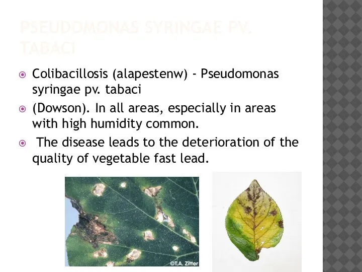 PSEUDOMONAS SYRINGAE PV. TABACI Colibacillosis (alapestenw) - Pseudomonas syringae pv. tabaci (Dowson).