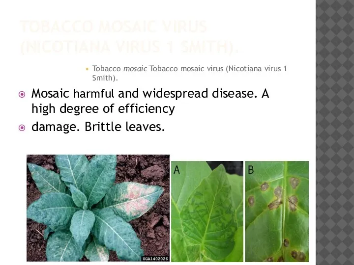 TOBACCO MOSAIC VIRUS (NICOTIANA VIRUS 1 SMITH). Tobacco mosaic Tobacco mosaic virus