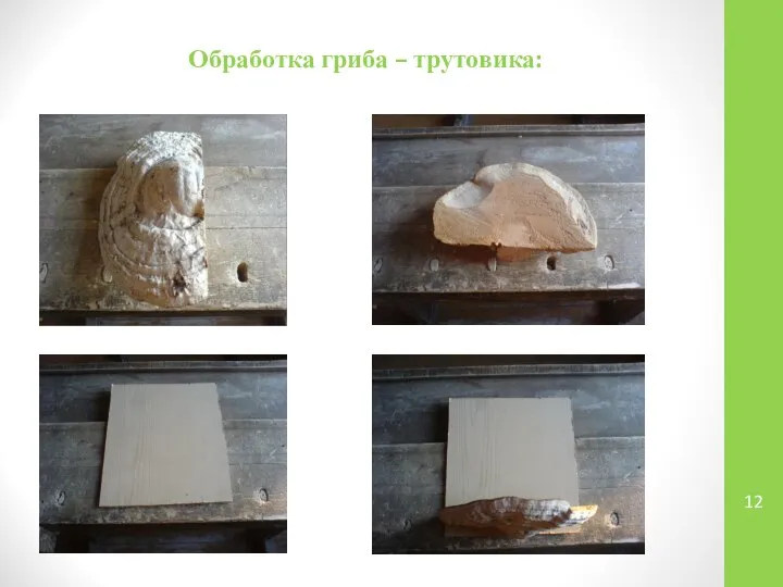 Обработка гриба – трутовика: