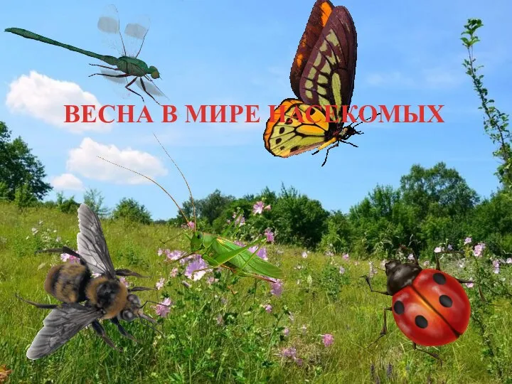 ВЕСНА В МИРЕ НАСЕКОМЫХ