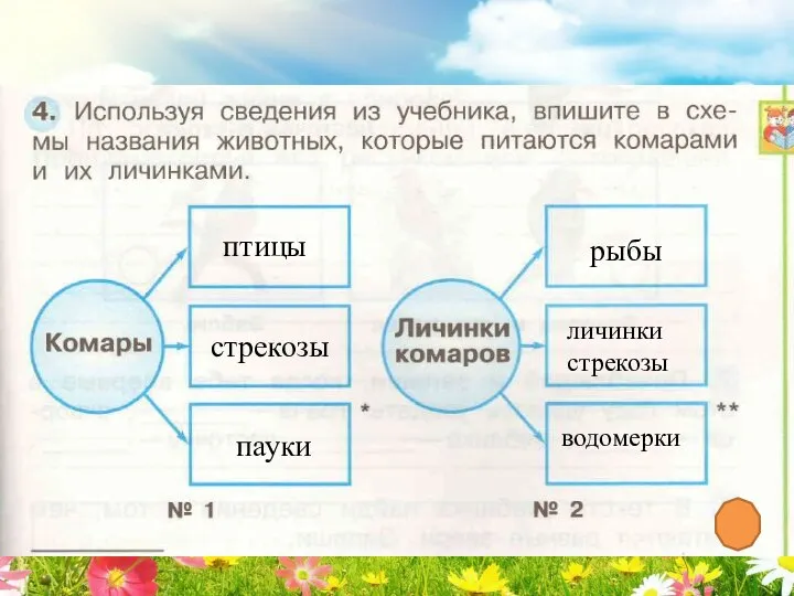 птицы личинки стрекозы рыбы стрекозы водомерки пауки