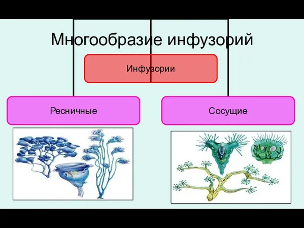 Многообразие инфузорий