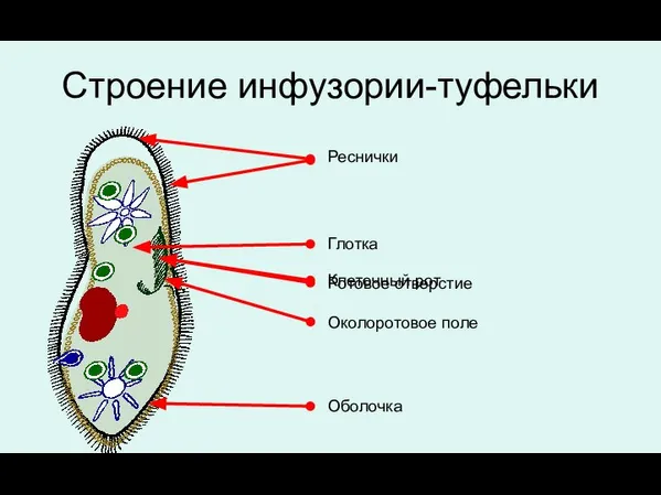 Строение инфузории-туфельки