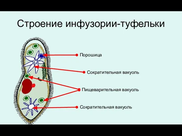 Строение инфузории-туфельки