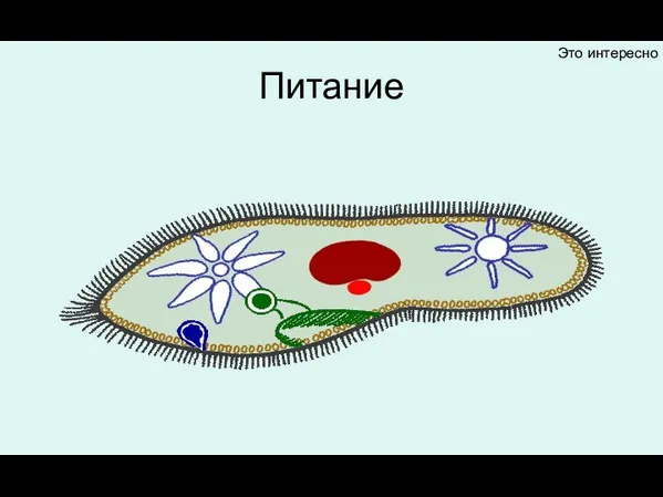 Питание Это интересно