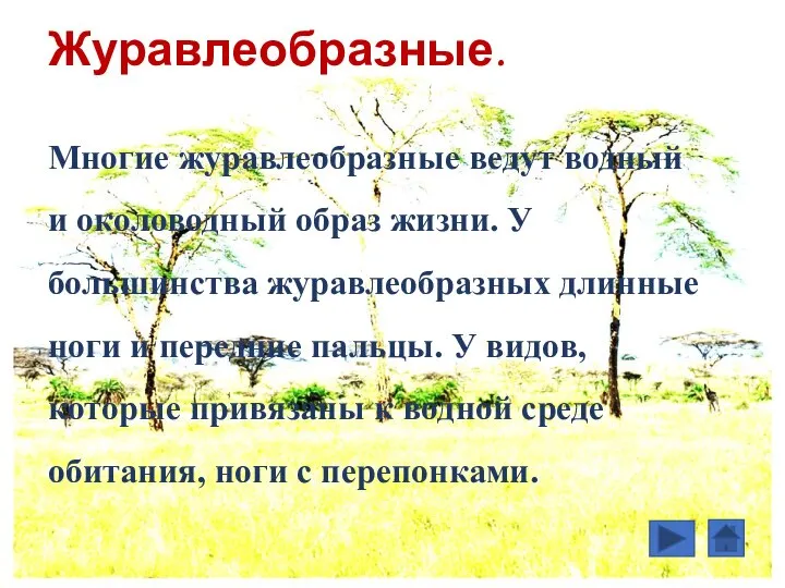 Журавлеобразные. Многие журавлеобразные ведут водный и околоводный образ жизни. У большинства журавлеобразных