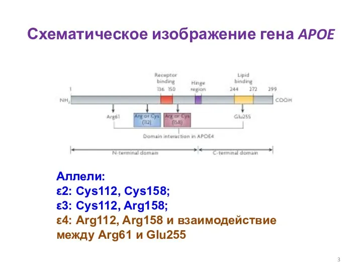 Схематическое изображение гена APOE Аллели: ε2: Cys112, Cys158; ε3: Cys112, Arg158; ε4: