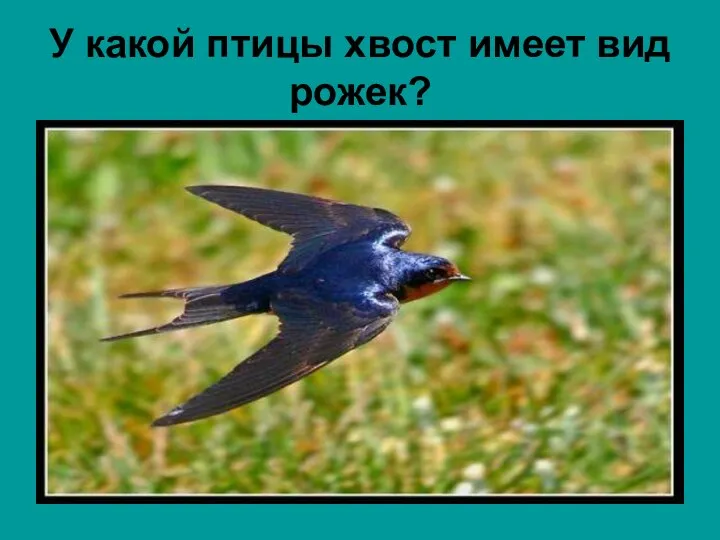У какой птицы хвост имеет вид рожек?