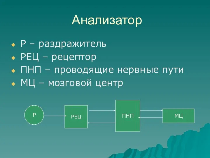 Анализатор Р – раздражитель РЕЦ – рецептор ПНП – проводящие нервные пути