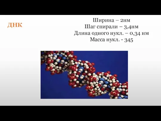 ДНК Ширина – 2нм Шаг спирали – 3,4нм Длина одного нукл. –