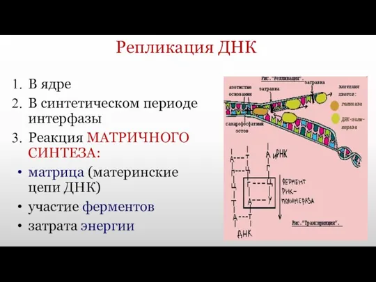 Репликация ДНК В ядре В синтетическом периоде интерфазы Реакция МАТРИЧНОГО СИНТЕЗА: матрица