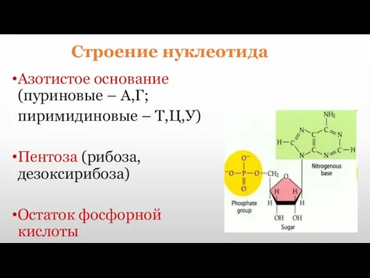 Строение нуклеотида Азотистое основание (пуриновые – А,Г; пиримидиновые – Т,Ц,У) Пентоза (рибоза, дезоксирибоза) Остаток фосфорной кислоты