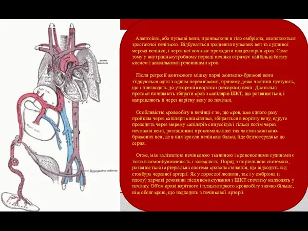 Алантоїсні, або пупкові вени, проникаючи в тіло ембріона, охоплюються зростаючої печінкою. Відбувається