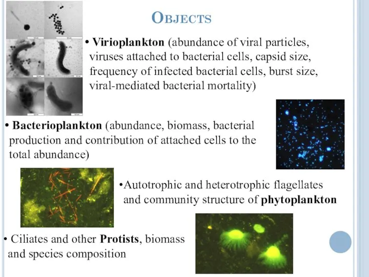 Objects Virioplankton (abundance of viral particles, viruses attached to bacterial cells, capsid
