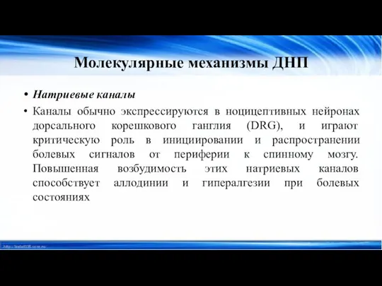 Молекулярные механизмы ДНП Натриевые каналы Каналы обычно экспрессируются в ноцицептивных нейронах дорсального