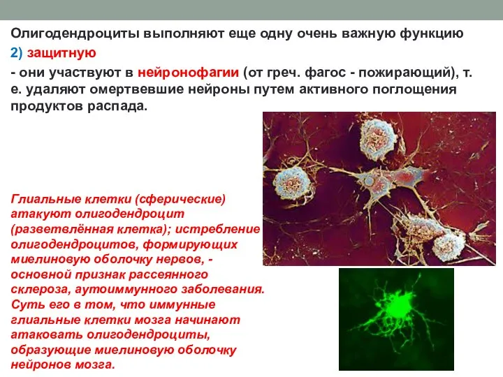 Олигодендроциты выполняют еще одну очень важную функцию 2) защитную - они участвуют