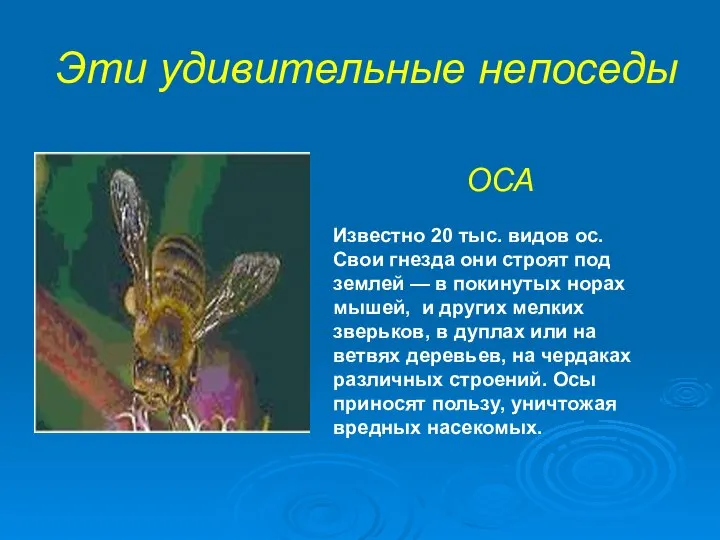 Эти удивительные непоседы ОСА Известно 20 тыс. видов ос. Свои гнезда они