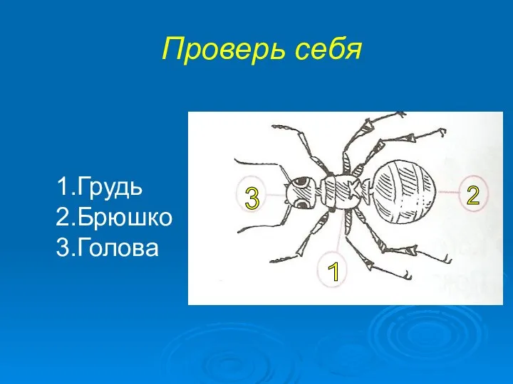 Проверь себя 1.Грудь 2.Брюшко 3.Голова 3 1 2