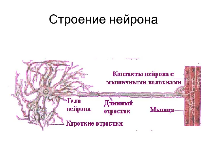 Строение нейрона