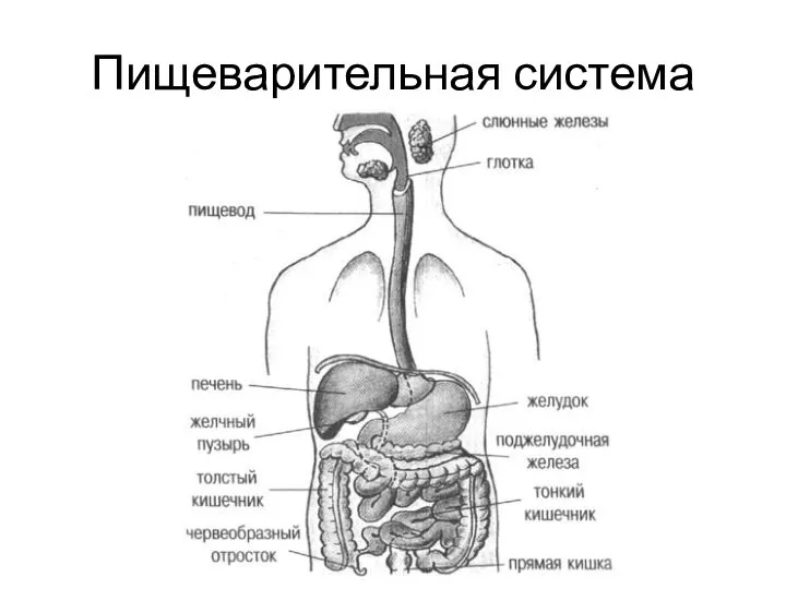 Пищеварительная система