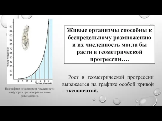 Рост в геометрической прогрессии выражается на графике особой кривой – экспонентой. На