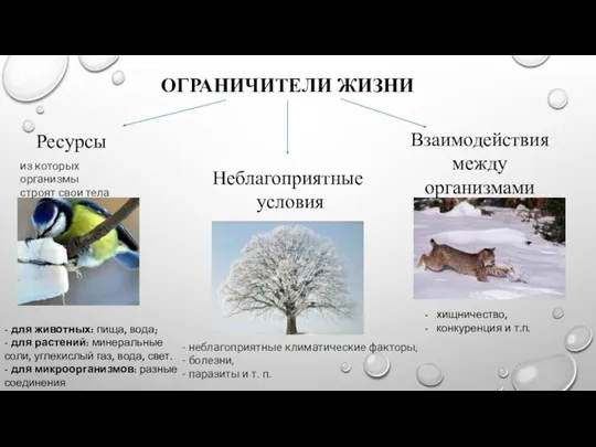 ОГРАНИЧИТЕЛИ ЖИЗНИ Ресурсы Неблагоприятные условия - неблагоприятные климатические факторы, - болезни, -