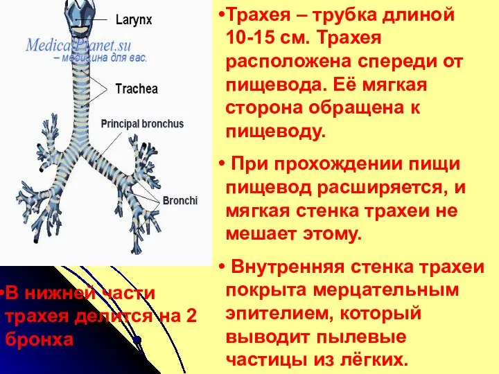 Трахея – трубка длиной 10-15 см. Трахея расположена спереди от пищевода. Её