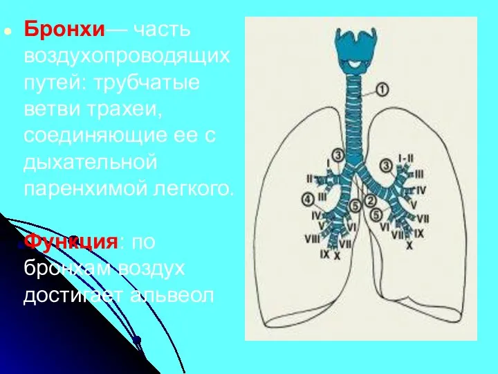 Бронхи— часть воздухопроводящих путей: трубчатые ветви трахеи, соединяющие ее с дыхательной паренхимой