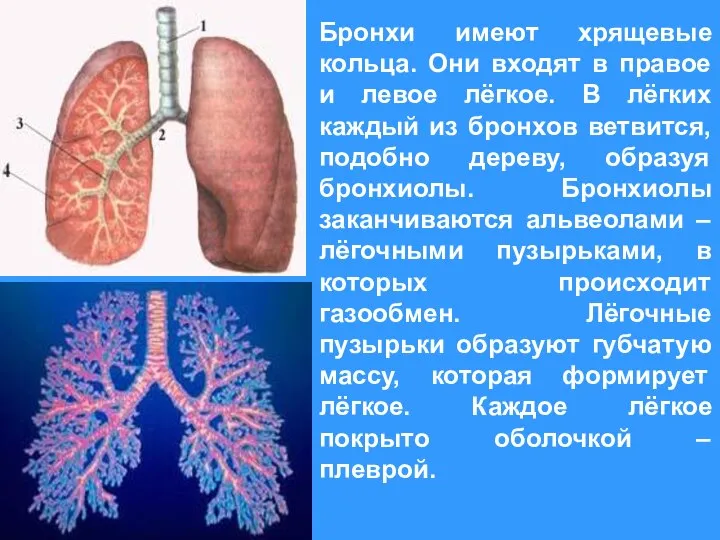 Бронхи имеют хрящевые кольца. Они входят в правое и левое лёгкое. В