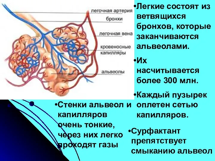 Легкие состоят из ветвящихся бронхов, которые заканчиваются альвеолами. Их насчитывается более 300