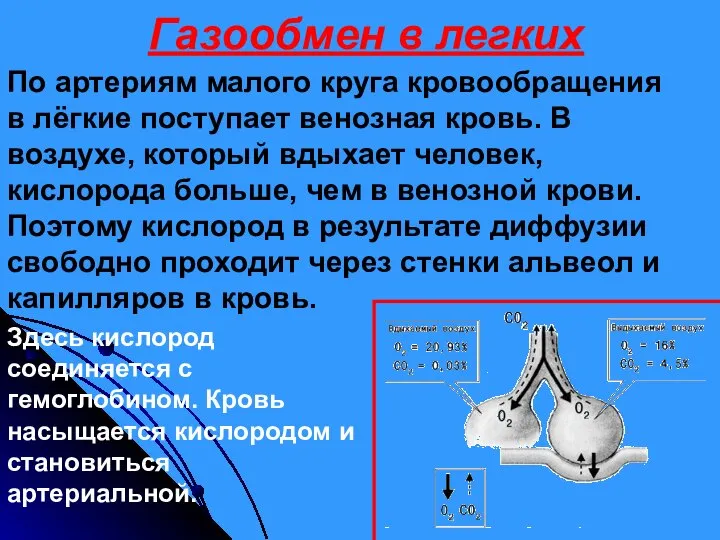 По артериям малого круга кровообращения в лёгкие поступает венозная кровь. В воздухе,