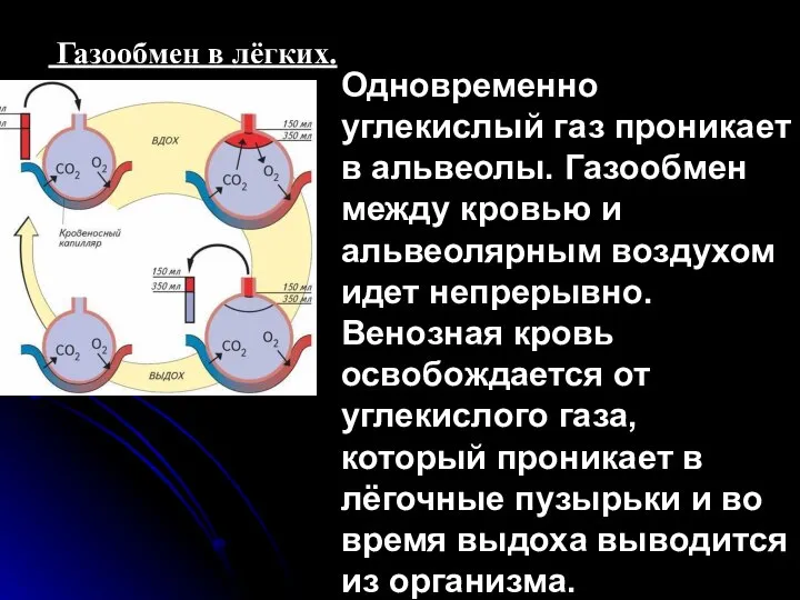 Газообмен в лёгких. Одновременно углекислый газ проникает в альвеолы. Газообмен между кровью