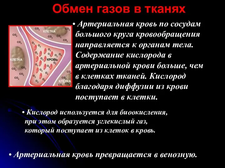 Артериальная кровь по сосудам большого круга кровообращения направляется к органам тела. Содержание