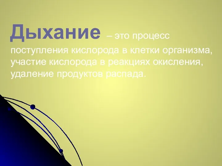 Дыхание – это процесс поступления кислорода в клетки организма, участие кислорода в