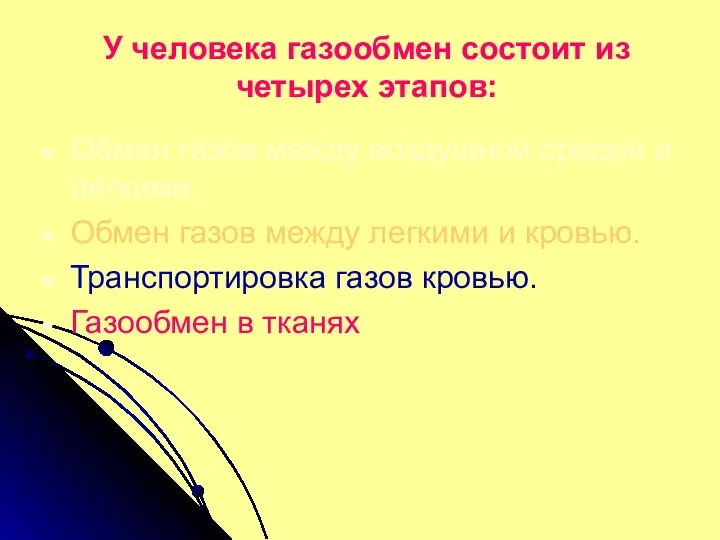 У человека газообмен состоит из четырех этапов: Обмен газов между воздушной средой