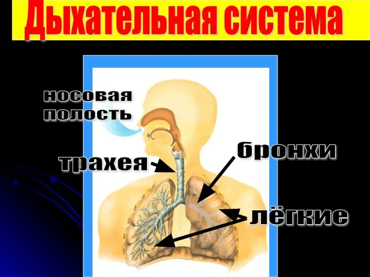 Дыхательная система трахея носовая полость бронхи лёгкие