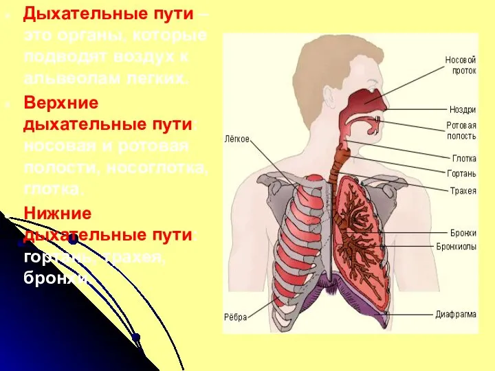 Дыхательные пути – это органы, которые подводят воздух к альвеолам легких. Верхние