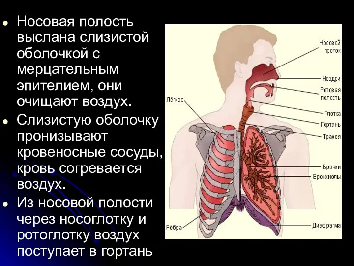 Носовая полость выслана слизистой оболочкой с мерцательным эпителием, они очищают воздух. Слизистую