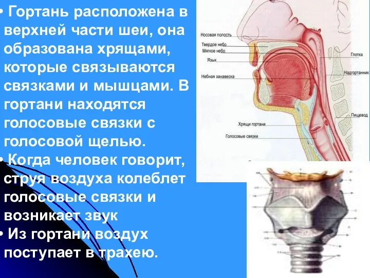 Гортань расположена в верхней части шеи, она образована хрящами, которые связываются связками