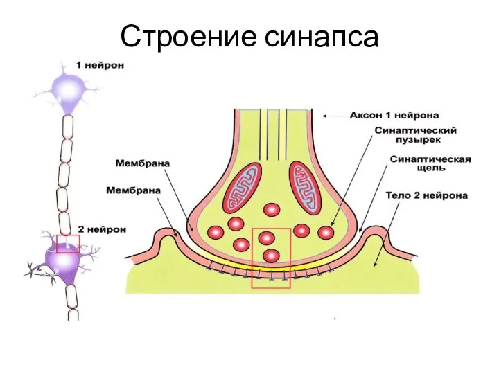 Строение синапса