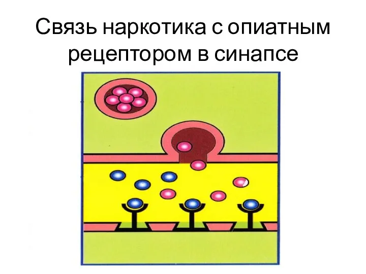 Связь наркотика с опиатным рецептором в синапсе