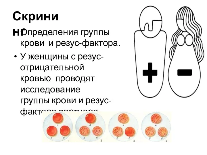 Скрининг Определения группы крови и резус-фактора. У женщины с резус- отрицательной кровью