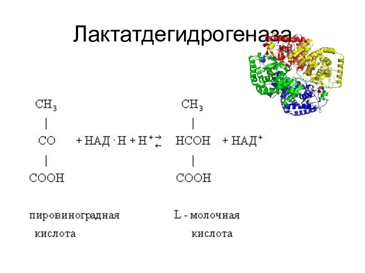 Лактатдегидрогеназа