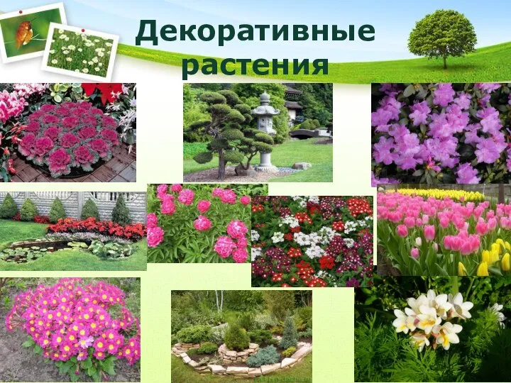 Декоративные растения