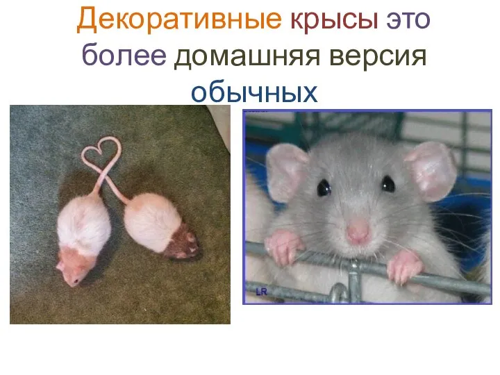 Декоративные крысы это более домашняя версия обычных