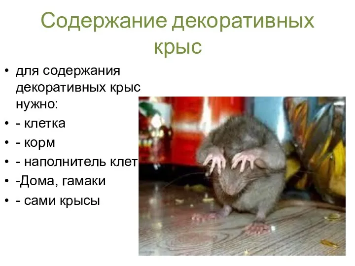 Содержание декоративных крыс для содержания декоративных крыс нужно: - клетка - корм